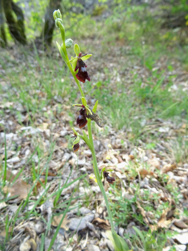 Ophrys insectifera subsp. insectifera